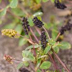 Medicago lupulina ফল