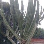 Cereus hexagonus পাতা