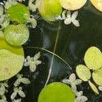 Hydrocharis laevigata Rinde