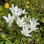 Ornithogalum gussonei Цвят