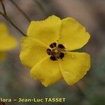 Cistus ocymoides Fleur