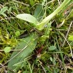 Ophrys arachnitiformis മറ്റ്