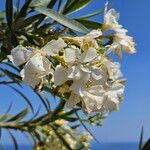Nerium oleander Fiore