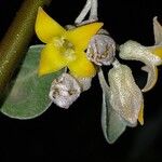 Elaeagnus angustifolia ফুল