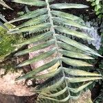 Chamaedorea radicalis Hoja