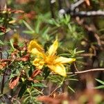 Hypericum lanceolatum 花