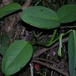 Philodendron opacum Anders