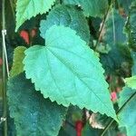 Abutilon megapotamicum Φύλλο