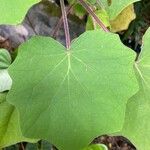 Roldana petasitis Leaf