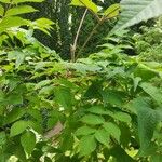 Aralia spinosa Alkat (teljes növény)