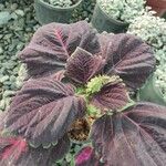 Coleus decurrens Frunză