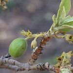 Vangueriopsis lanciflora Meyve