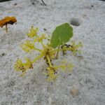 Hydrocotyle bonariensis 花