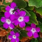 Primula hirsuta Λουλούδι