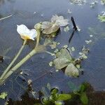 Ranunculus peltatus Habitat