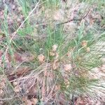 Deschampsia flexuosa Květ