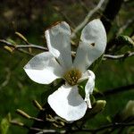 Magnolia kobus Flower
