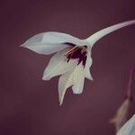 Gladiolus callianthus Blomma