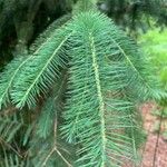 Picea sitchensisFoglia