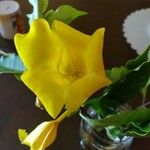 Allamanda cathartica Квітка