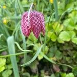 Fritillaria meleagris 花