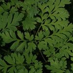 Dicentra eximia Blatt