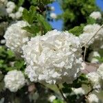 Viburnum macrocephalum Kvet