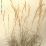 Stipagrostis obtusa その他の提案