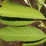 Annona reticulata পাতা