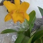 Cattleya spp. Leaf