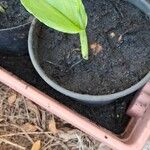 Curcuma aromatica Leaf