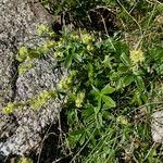 Alchemilla alpigena Хабит