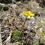 Draba aizoides 整株植物