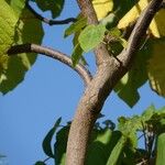 Paulownia tomentosa Kaarna