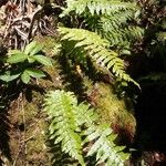 Arthropteris orientalis Habit