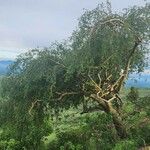 Commiphora baluensis Habitus