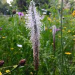 Plantago maxima Other