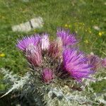 Carduus carlinoides Flower