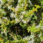 Olearia nummulariifolia Blomma