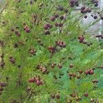 Boronia heterophyllaBloem