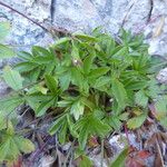 Potentilla caulescens Habitus