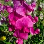 Lathyrus latifoliusЦвят