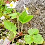 Fragaria vesca Fuelha