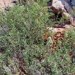 Indigofera oblongifolia Elinympäristö