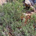 Indigofera oblongifolia Alkat (teljes növény)