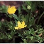 Ranunculus orthorhynchus Habit