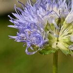 Jasione laevis Blüte