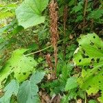 Orobanche flava Flor