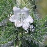 Echium italicum Flors