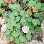 Erodium corsicum Çiçek
